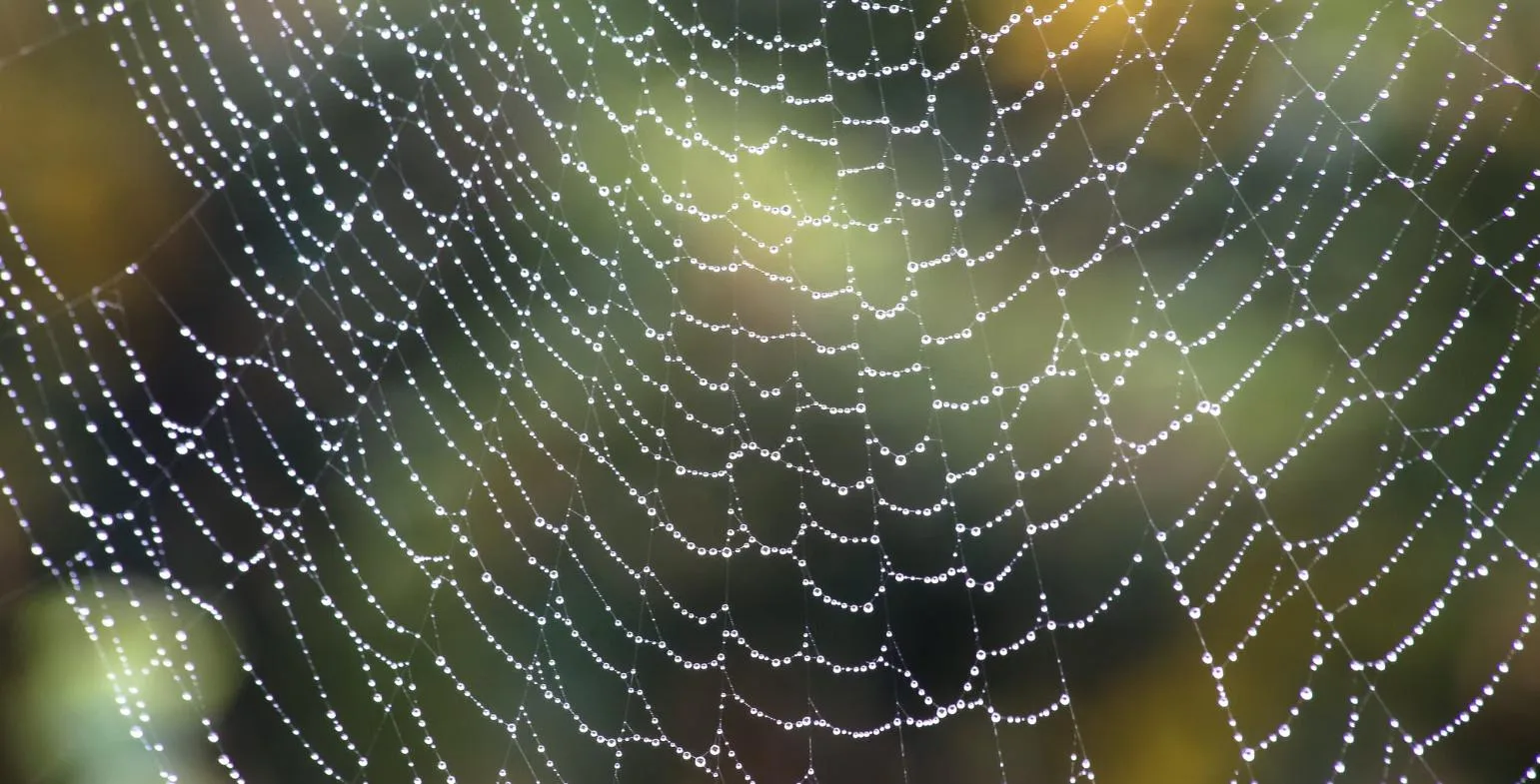 Close-up of a dew-covered spider web showing an interconnected network of threads